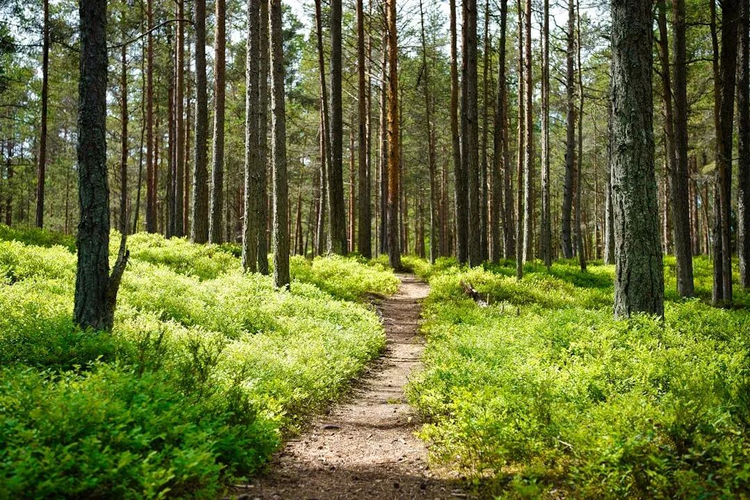 hiker on a mountain trail with scenic views and lush greenery